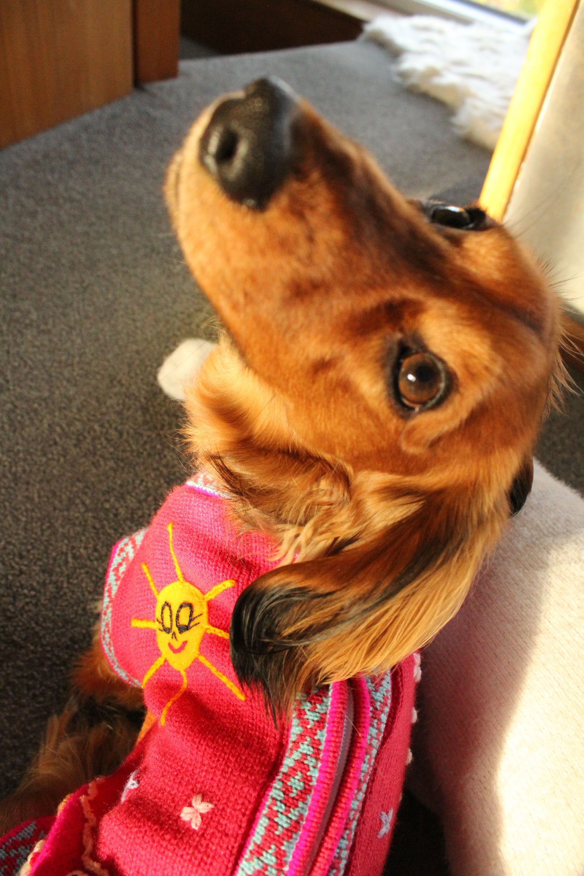 Chicha's Fur Baby Jumper | M