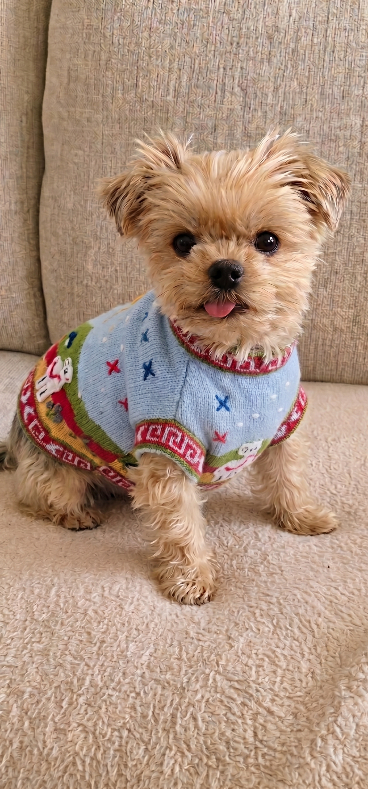 Chicha's Fur Baby Jumper | XS